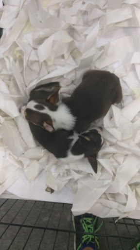 Pet Supply Store «Our Pet World», reviews and photos, 380 Semoran Commerce Pl, Apopka, FL 32703, USA