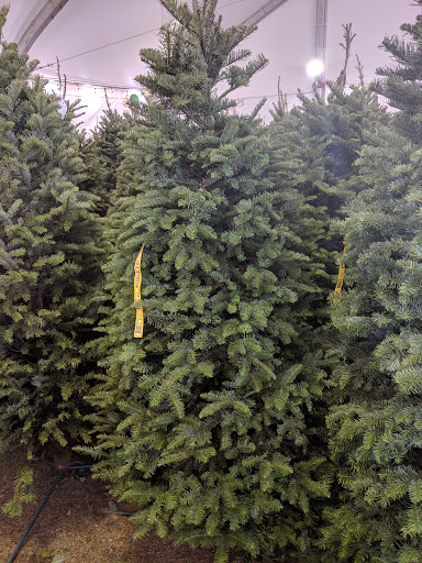 YMCA Y’s Mens Christmas Tree Lot