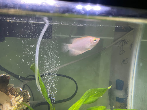 Pet Supply Store «New Lucky Fish Aquarium & Pet Supply», reviews and photos, 4818 8th Ave, Brooklyn, NY 11220, USA