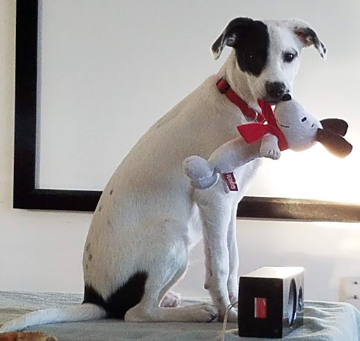 Pet Supply Store «PetSmart», reviews and photos, 4601 Outer Loop, Louisville, KY 40219, USA