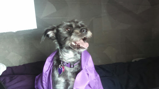 Pet Supply Store «PetSmart», reviews and photos, 9887 76th St, Pleasant Prairie, WI 53158, USA