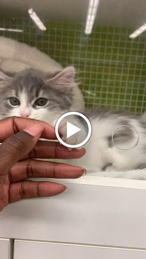 Pet Supply Store «Petco Animal Supplies», reviews and photos, 1574 N Dupont Hwy #300, Dover, DE 19901, USA