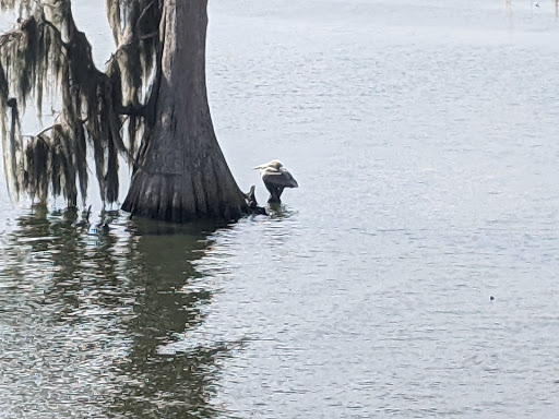 Nature Preserve «Marshall Hampton Reserve», reviews and photos, 3115 Thornhill Rd, Winter Haven, FL 33880, USA