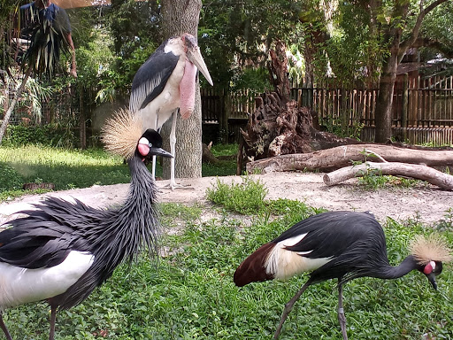 Zoo «St. Augustine Alligator Farm Zoological Park», reviews and photos, 999 Anastasia Blvd, St Augustine, FL 32080, USA