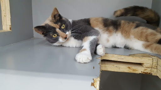 Pet Supply Store «Pet Supplies Plus», reviews and photos, 1433 E Main St, Owosso, MI 48867, USA