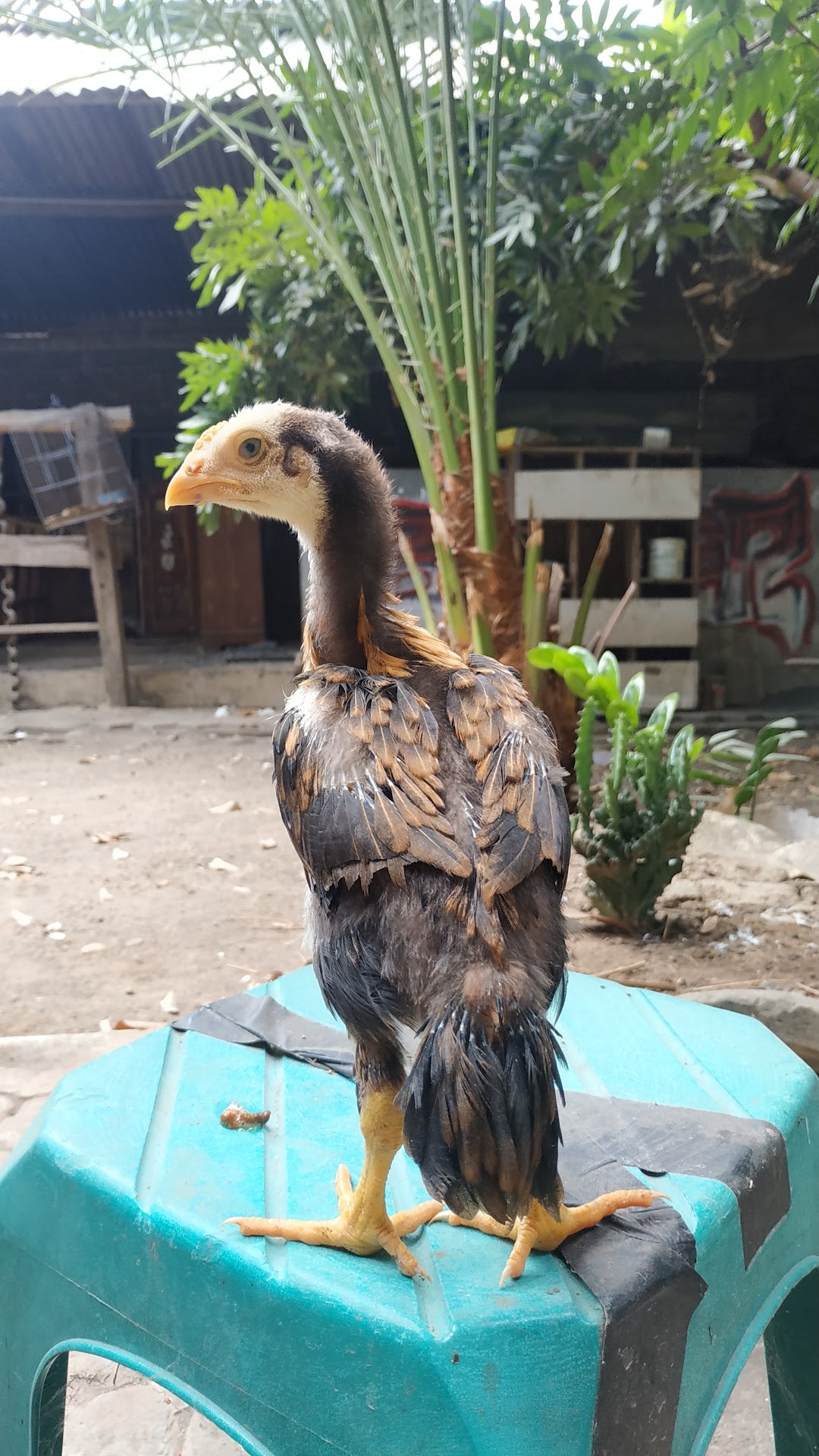 Perternakan ayam bangkok yogyakarta Jago Kluruk Farm
