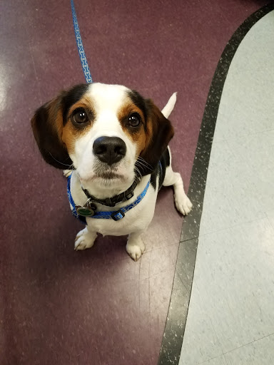 Pet Supply Store «The Pet Beastro», reviews and photos, 27637 John R Rd, Madison Heights, MI 48071, USA