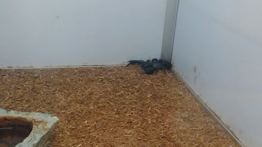 Pet Supply Store «Pet Supermarket», reviews and photos, 7822 Gall Blvd, Zephyrhills, FL 33541, USA