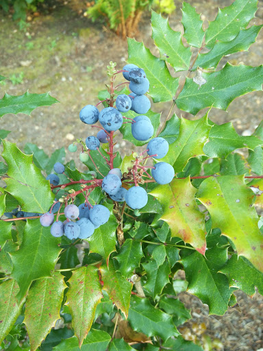 Park «Viewpoint Park», reviews and photos, 134th & NE 24th Street, Bellevue, WA 98005, USA