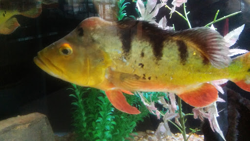 Tropical Fish Store «Optimum Aquarium», reviews and photos, 840 Ernest W Barrett Pkwy NW #700, Kennesaw, GA 30144, USA