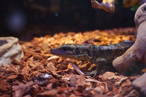 Pet Store «Forever Pets Inc», reviews and photos, 1030 Basse Rd, San Antonio, TX 78212, USA