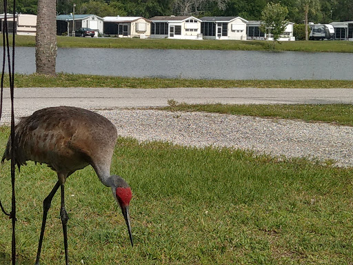 Campground «Seven Springs Travel Park», reviews and photos, 8039 Old Co Rd 54, New Port Richey, FL 34653, USA