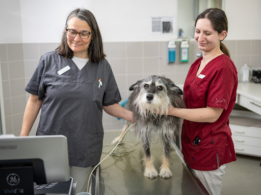 Veterinary practice for small animals Drs. Reinartz unter Jülich, 