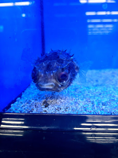 Pet Supply Store «Petco Animal Supplies», reviews and photos, 2435 N Hwy 67, Florissant, MO 63033, USA