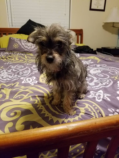 Pet Supply Store «Pet Supplies Plus», reviews and photos, 254 S Illinois Ave, Oak Ridge, TN 37830, USA