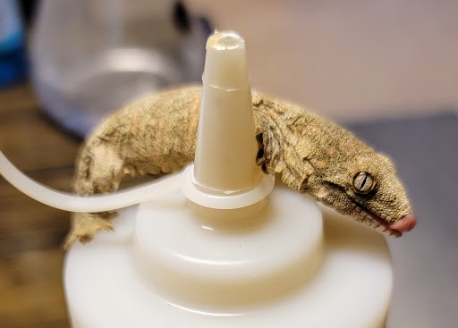 Pet Store «The Enclosure», reviews and photos, 1820 Golden Mile Hwy, Pittsburgh, PA 15239, USA