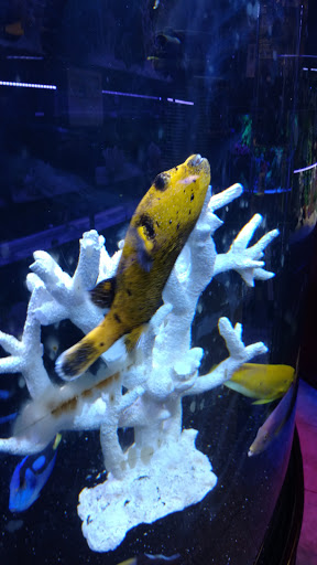 Pet Store «Total Aquariums», reviews and photos, 325 Sunrise Hwy, Lynbrook, NY 11563, USA