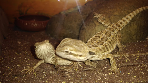 Pet Store «Petland Discounts - LI City», reviews and photos, 34-60 48th Ave, Queens, NY 11101, USA