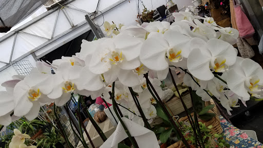 Florist «Thai-Rific Orchids Inc», reviews and photos, 5313 Gulfport Blvd S, Gulfport, FL 33707, USA