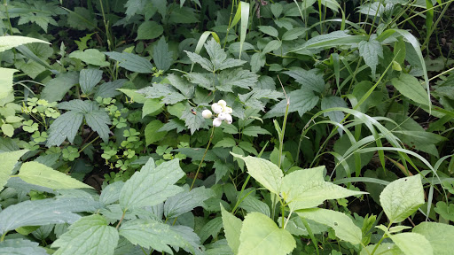 Nature Preserve «Bluff Spring Fen», reviews and photos, Spring Grove Ave, Elgin, IL 60120, USA