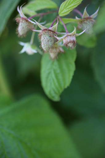 Produce Market «B&P Hitz Fruit Farm (Apples N Produce)», reviews and photos, 14070 Wilco Hwy NE, Woodburn, OR 97071, USA