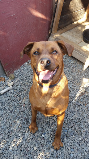 Pet Supply Store «Pet Club Santa Rosa», reviews and photos, 1935 Santa Rosa Ave, Santa Rosa, CA 95407, USA