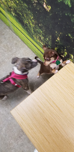 Pet Supply Store «Petco Animal Supplies», reviews and photos, 25451 Horace Harding Expy, Little Neck, NY 11362, USA