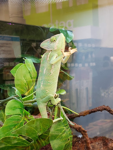 Pet Supply Store «Petco Animal Supplies», reviews and photos, 5601 Brodie Ln, Sunset Valley, TX 78745, USA