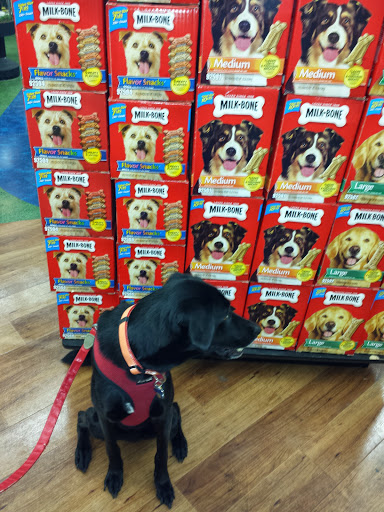 Pet Store «Pet Supermarket, Inc.», reviews and photos, 2446 N University Dr, Coral Springs, FL 33065, USA