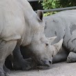 Rhino exhibit