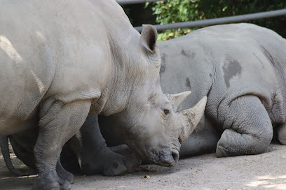 Rhino exhibit
