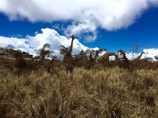 Travel Agency «BNT Travel Group», reviews and photos, 703 Brighton Beach Ave, Brooklyn, NY 11235, USA