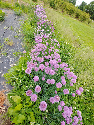 Farm «Heron Pond Farm», reviews and photos, 299 Main Ave, South Hampton, NH 03827, USA