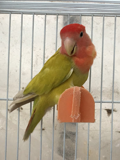 Pet Supply Store «PETNJOY - GARDENA», reviews and photos, 15515 Normandie Ave, Gardena, CA 90247, USA