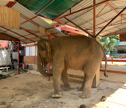 Seaview Elephant Camp photo