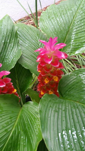 Florist «Bloomingdale Florist», reviews and photos, 827 E Bloomingdale Ave, Brandon, FL 33511, USA