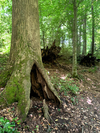 Nature Preserve «Clyde Shepherd Nature Preserve», reviews and photos, 2580 Pine Bluff Dr, Decatur, GA 30033, USA