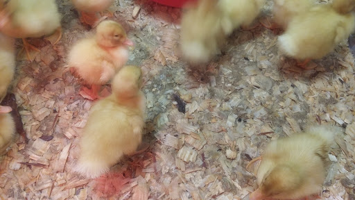 Home Improvement Store «Tractor Supply Co.», reviews and photos, 3265 Owen Rd, Fenton, MI 48430, USA