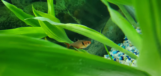 Tropical Fish Store «All Things Aquariums», reviews and photos, 30789 SW Boones Ferry Rd k, Wilsonville, OR 97070, USA