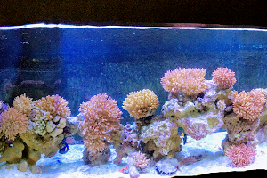Aqaba Aquarium معرض الأحياء البحرية image