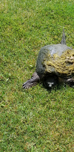 Golf Course «The Emerald Golf Course», reviews and photos, 2300 W Maple Rapids Rd, St Johns, MI 48879, USA