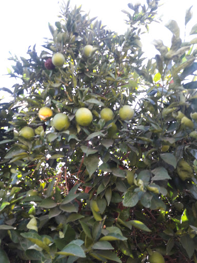 Park «Glendale Heroes Regional Park», reviews and photos, 83 W Bethany Home Rd, Glendale, AZ 85303, USA