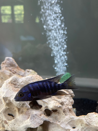 Tropical Fish Store «Lovely Pets Aquarium Store», reviews and photos, 69 Parkingway, Quincy, MA 02169, USA