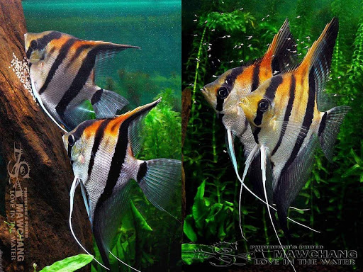 Tropical Fish Store «Scranton Aquarium», reviews and photos, 1819 Sanderson Ave, Scranton, PA 18509, USA