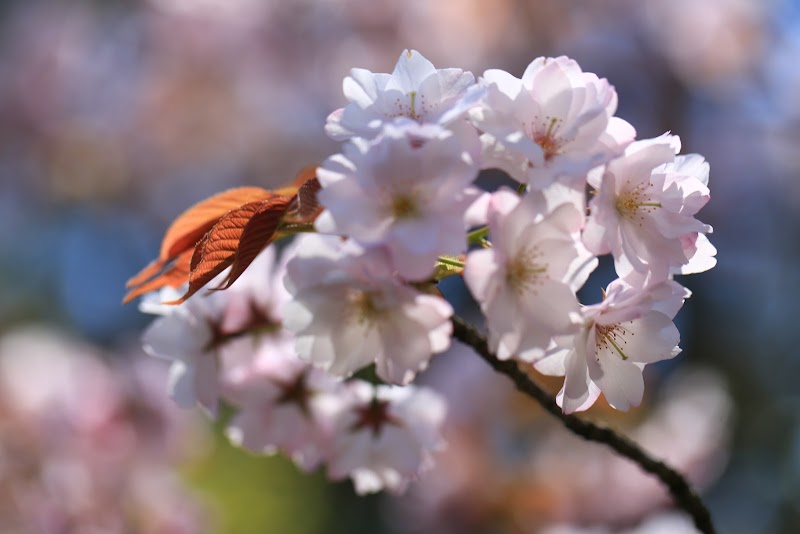 桜品種見本園