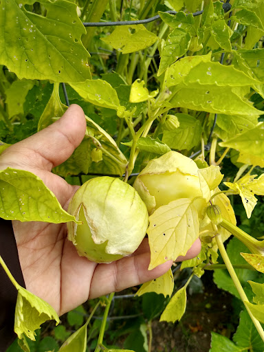 Park «Gamebird Park», reviews and photos, 1500 Mallard Ave, Springfield, OR 97477, USA