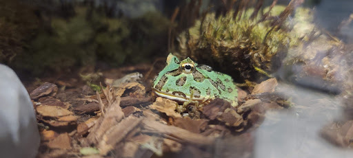 Pet Store «Petland Topeka», reviews and photos, 1801 SW Wanamaker Rd, Topeka, KS 66614, USA