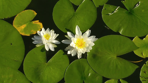 Park «Lakeview Park», reviews and photos, 9345 Portage Rd, Portage, MI 49002, USA