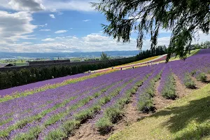 Farm Tomita Lavender East image