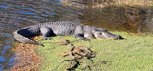 Golf Course «Witch Golf Links», reviews and photos, 1900 SC-544, Conway, SC 29526, USA